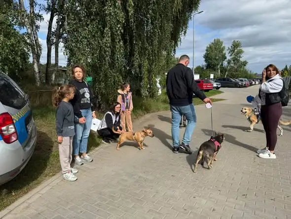Dzień Psiaka i Kociaka w Dobrej – adopcje, pokazy i spacer z psami