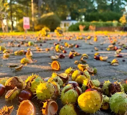 Kasztanowy zawrót głowy w Parku Dworskim – jesień zaprasza na spacer